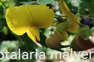 tim_paint_landscape_1000_736_96_flowers_focal