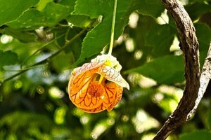 tim_portrait_paint_trim_842_1128_flowers_no_focal