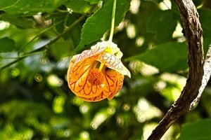 tim_portrait_paint_trim_842_1128_flowers_focal